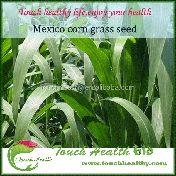 2021 Touchhealthy Supply Hybrid Mexico corn grass seeds for animal feed  1kg/bags