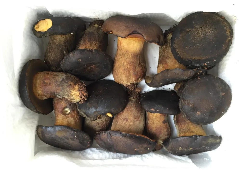 
Detan Wild Boletus Fresh Mushroom Price 