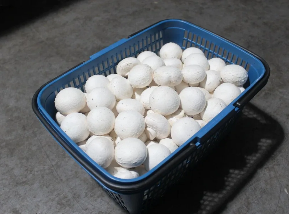 
Detan Fresh Champignon Mushroom 