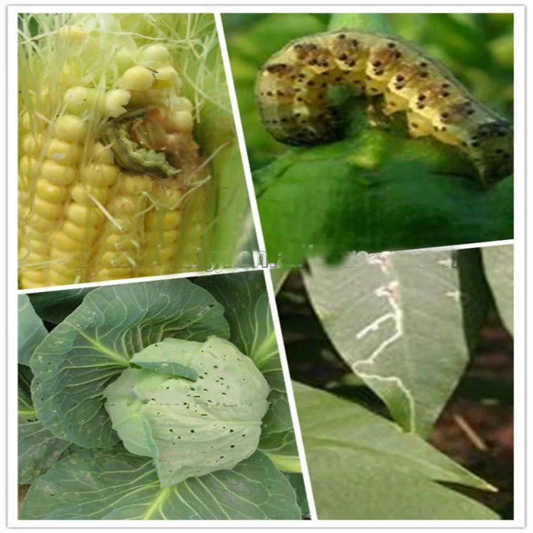 
Factory Price Insecticide Deltamethrin Technical 98%TC 