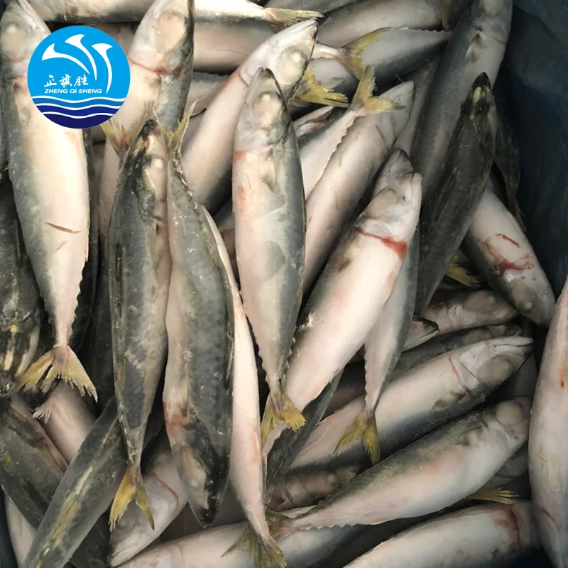Для продажи Scomber Scombrus Atlantic Mackerel