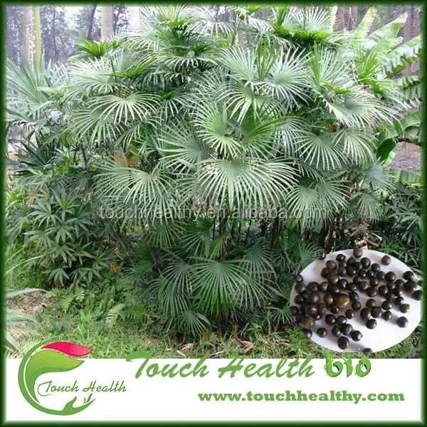  2021 год семена Rhapis excelsa для посадки Touchhealthy