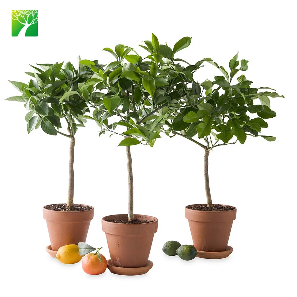 Горячая Распродажа, фрукты ugli, привитые рассады, цитрусовые ретикулаты