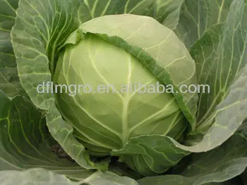 Export High Quality Green Chinese Long Time Packing Fresh Cabbage Top Grade Product Carton Mesh Bag Package