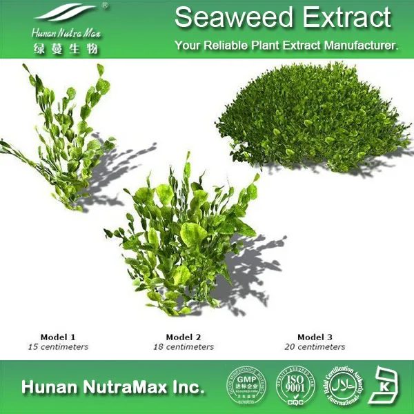 Health Sea Food Seaweed Powder Kelp Powder with Protein 60%
