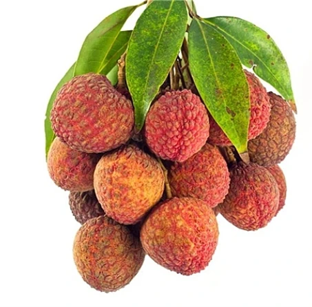 Food imprt of tropical fruits names canned lychee for malaysia