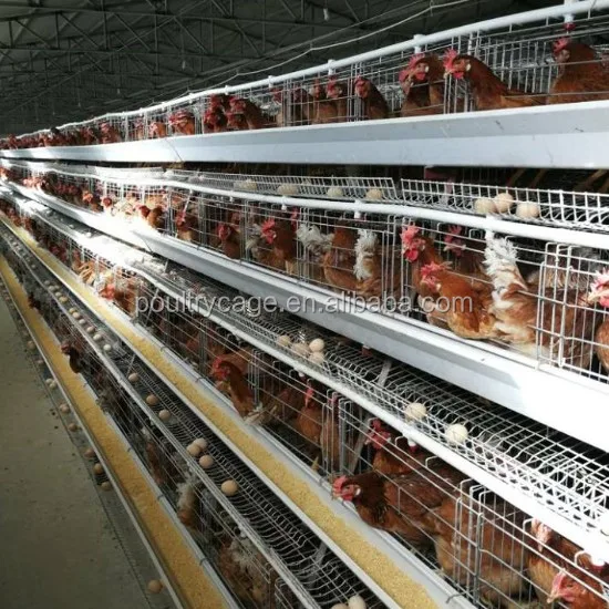 Factory Direct Price Battery Cages Laying Hens Sell in Algeria