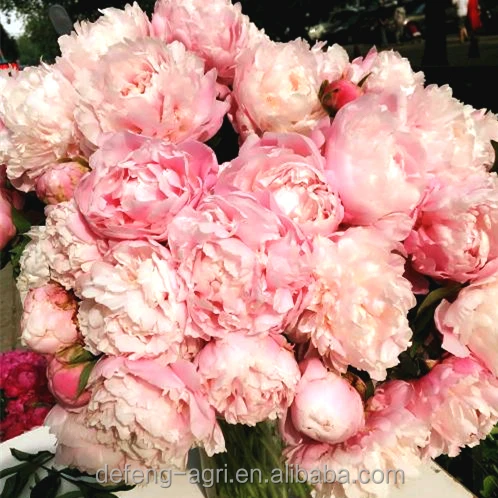 Hot real fresh cut flower peony for home decoration peony seeds