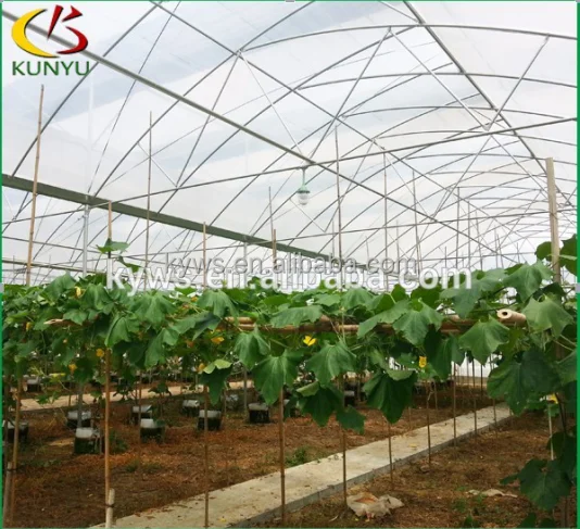 Single Tunnel Polycarbonate Greenhouse for Growing Vegetable