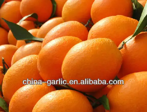 
Fresh Navel Oranges Price from China 