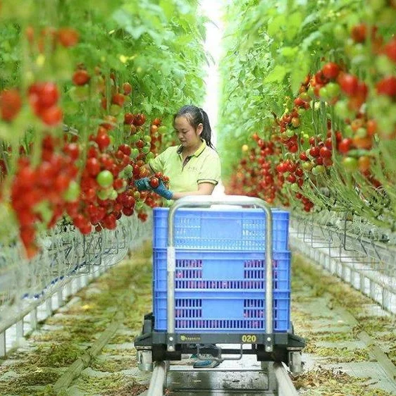Polycarbonate gutter connected  tomato greenhouse philippines
