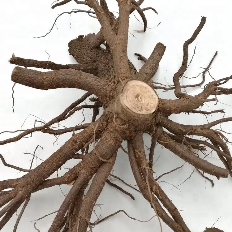 China cold resistant fast grow royal empress paulownia FTE young tree for planting