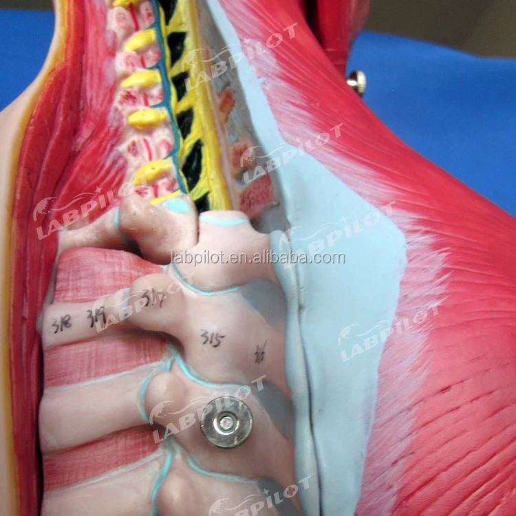 Human Anatomy Torso Model with Muscles and Organs, Head and Torso Mannequin