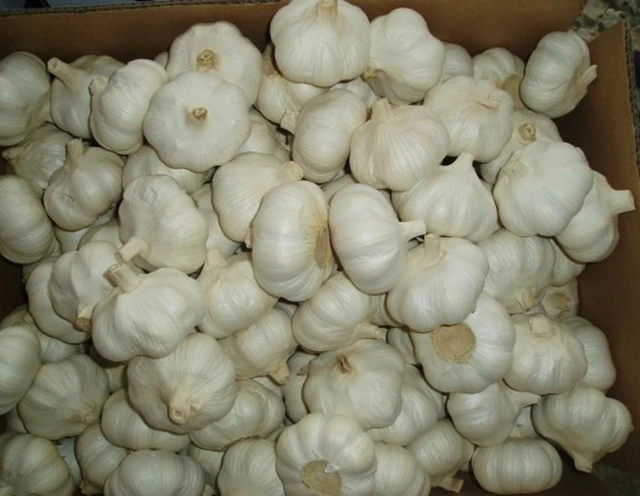 wholesale peeled garlic chinese 3p pure fresh white garlic