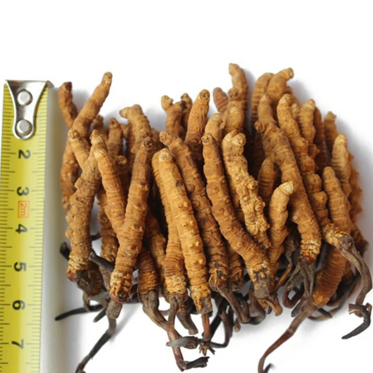 
dong chong xia cao AA grade medicine Cordyceps sinensis / caterpillar fungus 