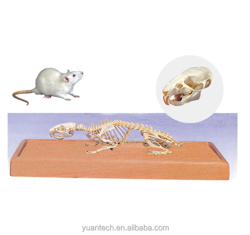 Медицинская модель скелета мыши натурального размера