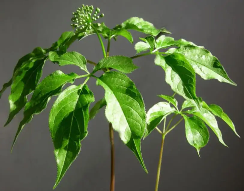 100g NON-GMO accelerating germination vernalization ginseng seeds for sowing