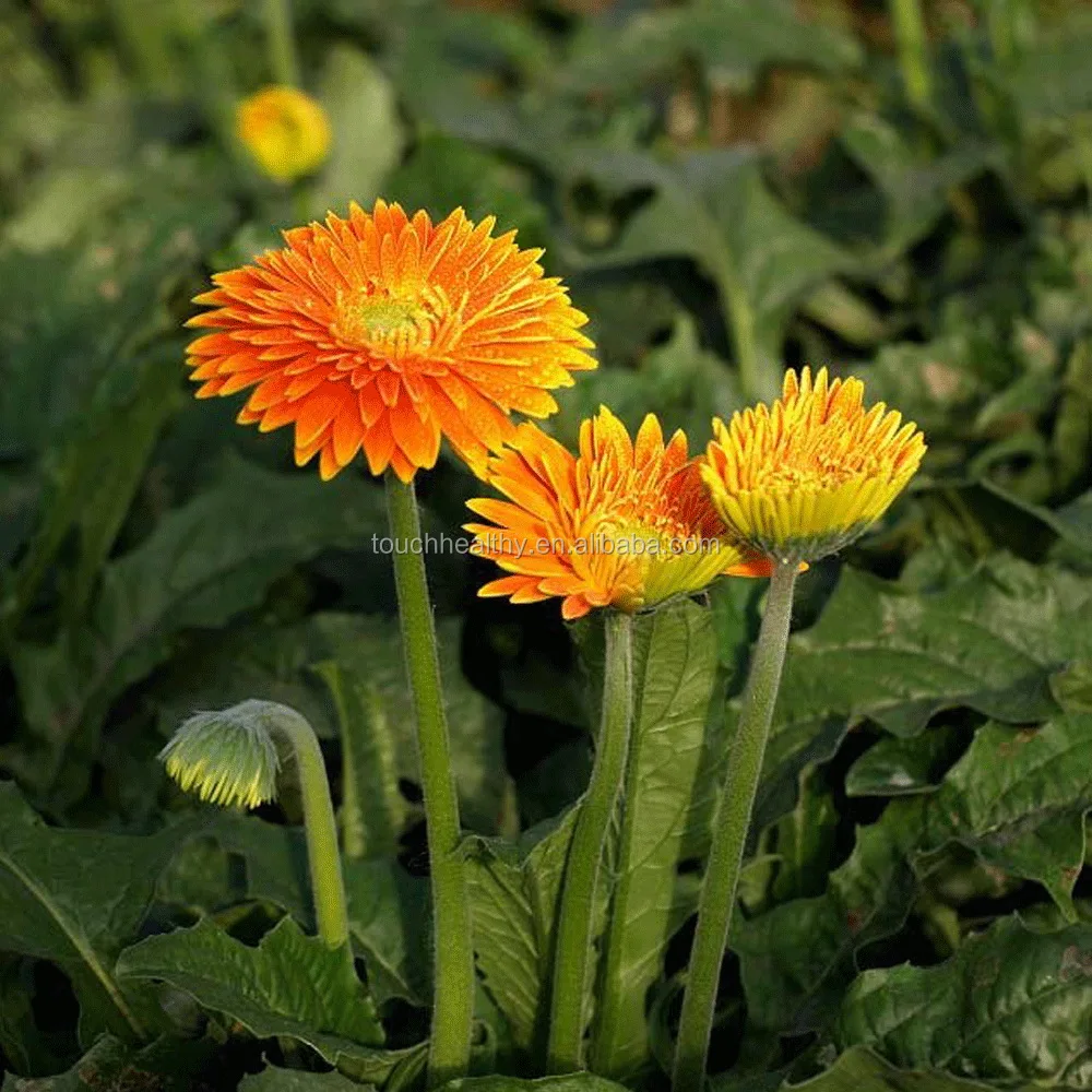 2021 г, семена герберы, для весны и осени, 1 г/упаковка