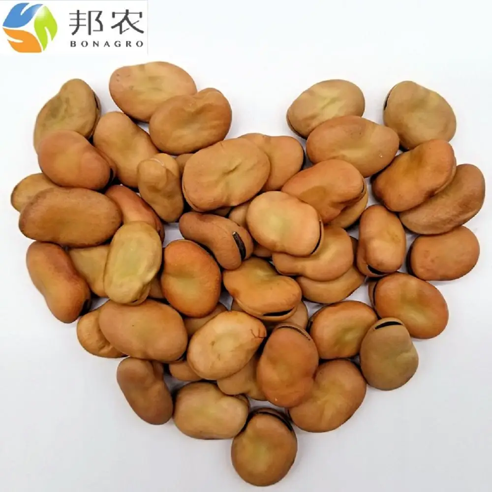 Кормовые Бобы