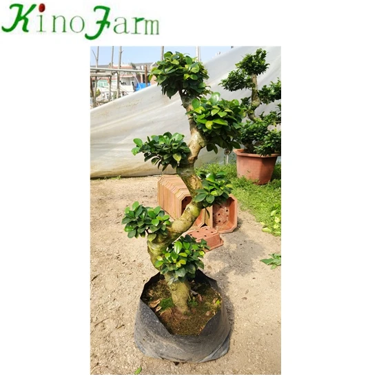 Chinese ficus retusa bonsai ficus shape