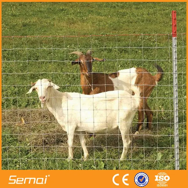 сушеные трепанг