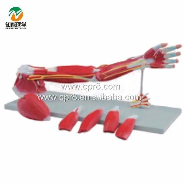 arms muscle anatomy structure model