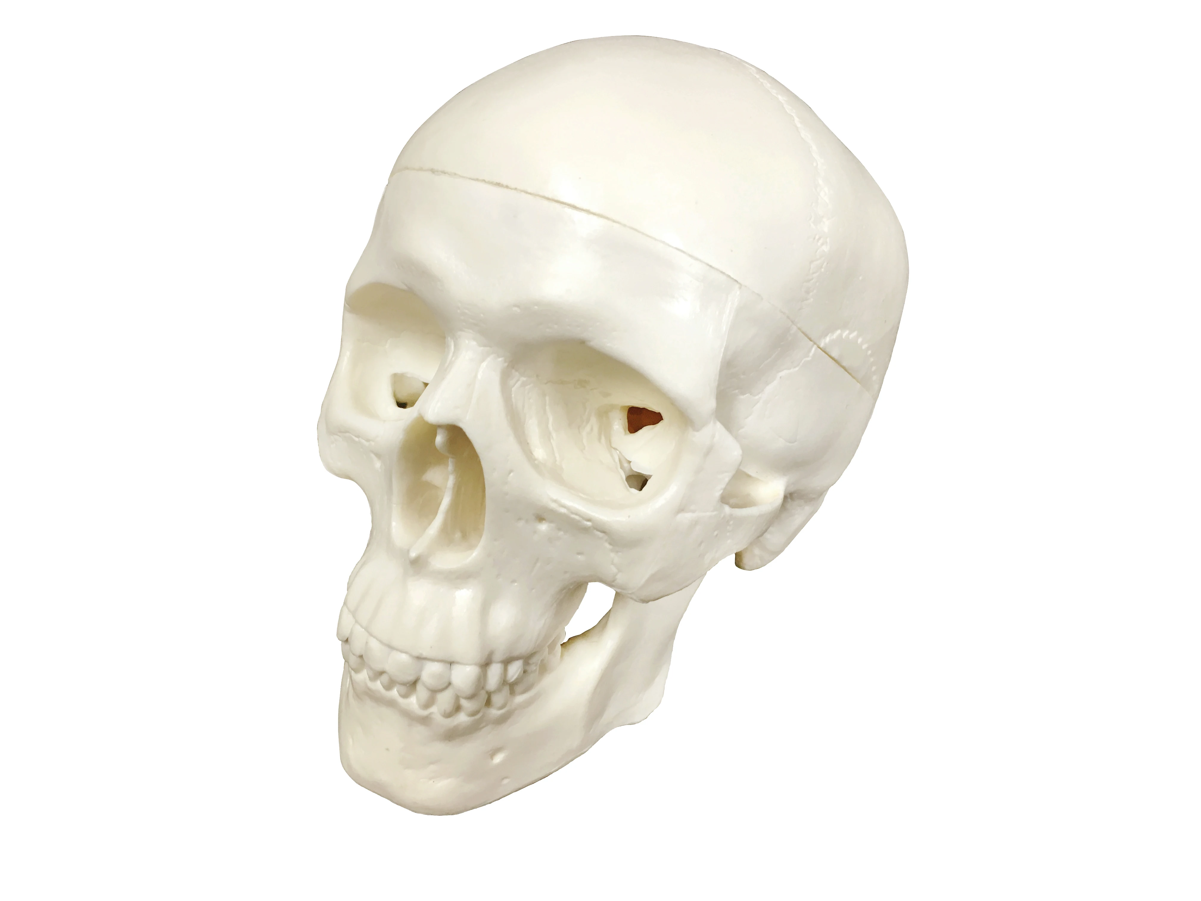 
Fine Skull Model Mini Art ExaminationTeaching Practice 