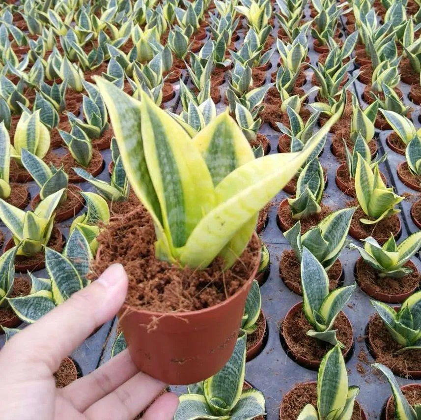  Мини Sansevieria Trifasciata Hahnii