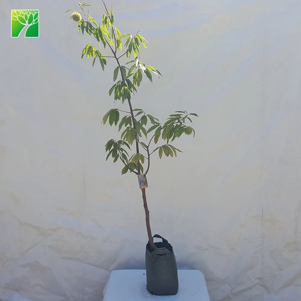 Выращивание семян оленя высотой 40-60 футов Castanea mollissima каштан