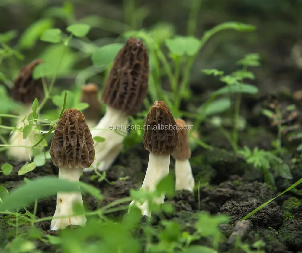 
Cultivated Chinese morchella conica mushroom 