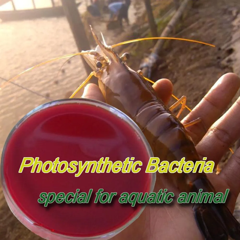 feed grade liquid photosynthetic bacteria for fish probiotics