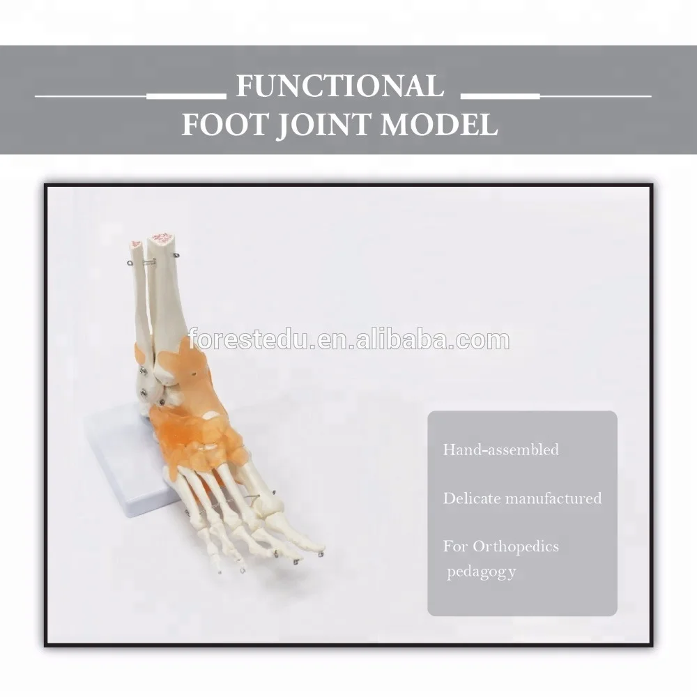 Foot and Ankle Joint Anatomical Skeleton Model