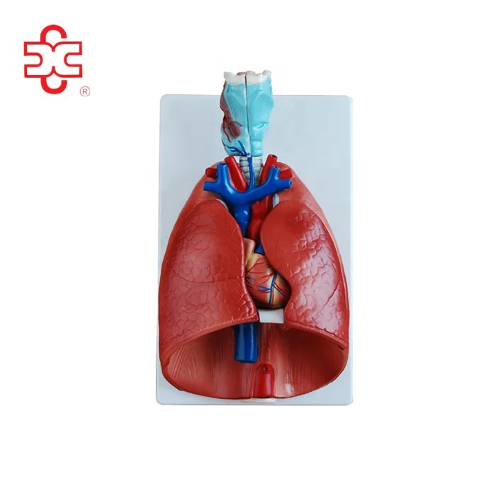 Larynx, Heart and Lung Anatomical Model