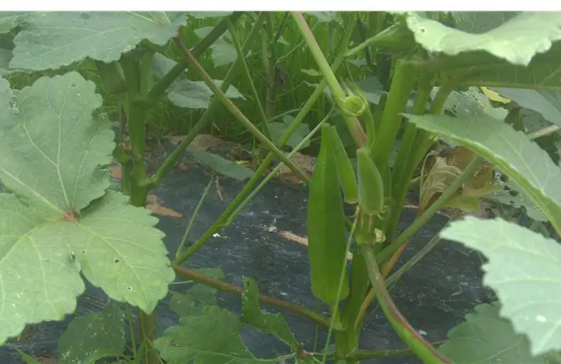 
New hybrid high yeild vegetable abelmosk gumbo Abelmoschus esculentus seeds 