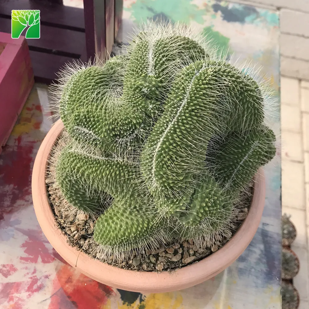 Spring bloom season decoration cactus live plant spiny pincushion cactus Mammillaria spinosissima