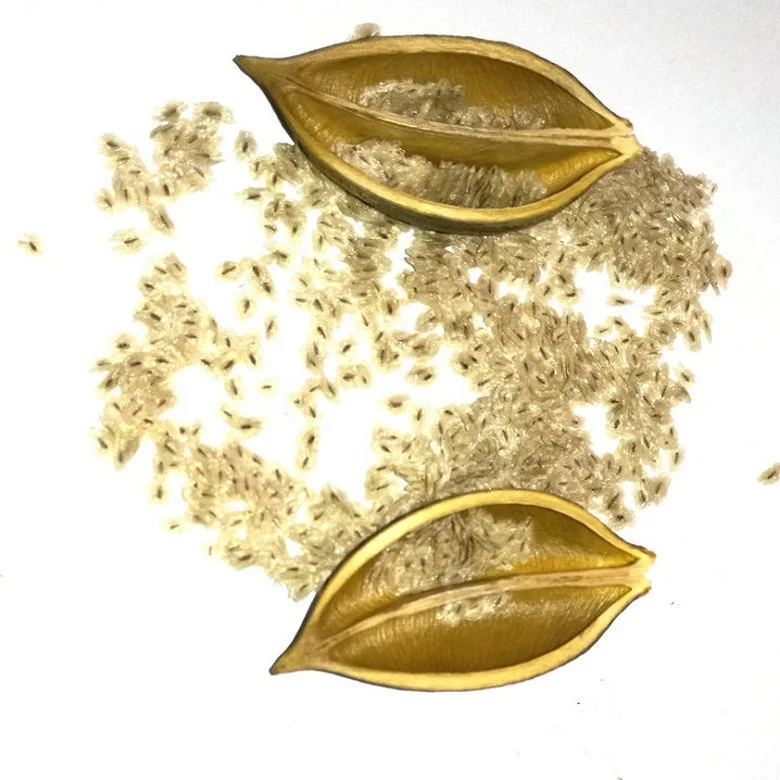 Pao tong paulownia seed