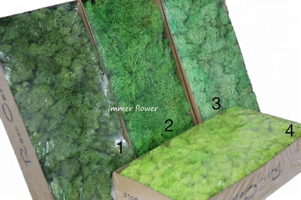 Widely supply green mos preserved moss make moss wall