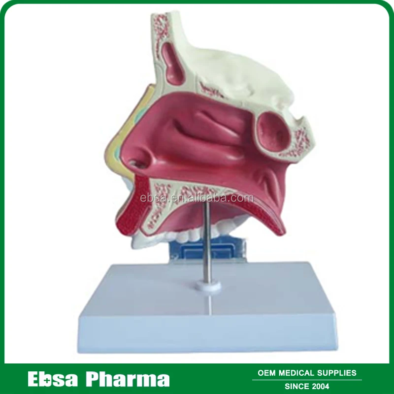 Advanced Medical Supplies Human Teaching Nasal Cavity Anatomy Model For School