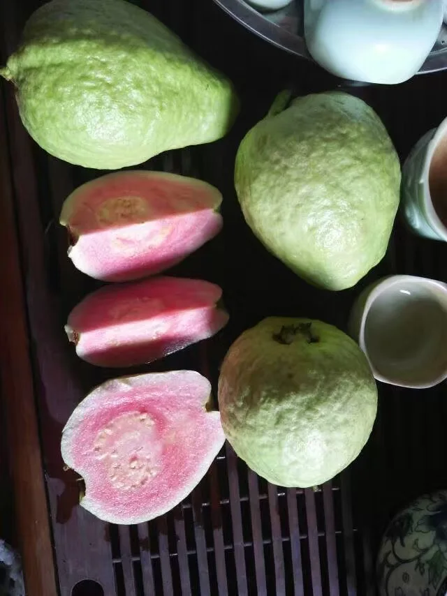 
Engrafted Guava tree(Psidium guajava) seedlings fruit 