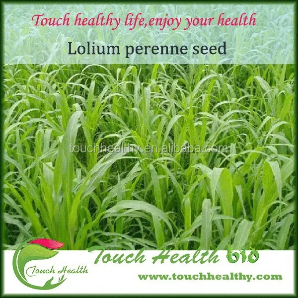 
2021 perennial ryegrass seeds forage seeds grass seeds Spikes terminal, close, 5 to 12 cm 