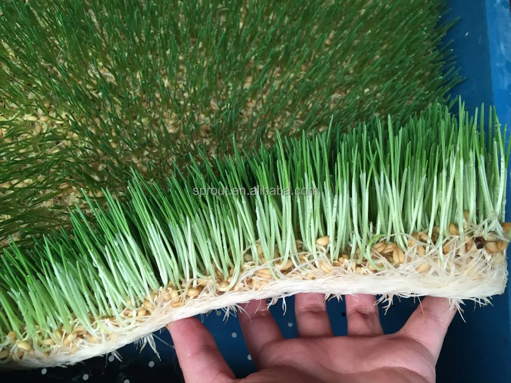  Гидропонная машина для корма животных пшеница/ячмень/кукуруза/альфальф