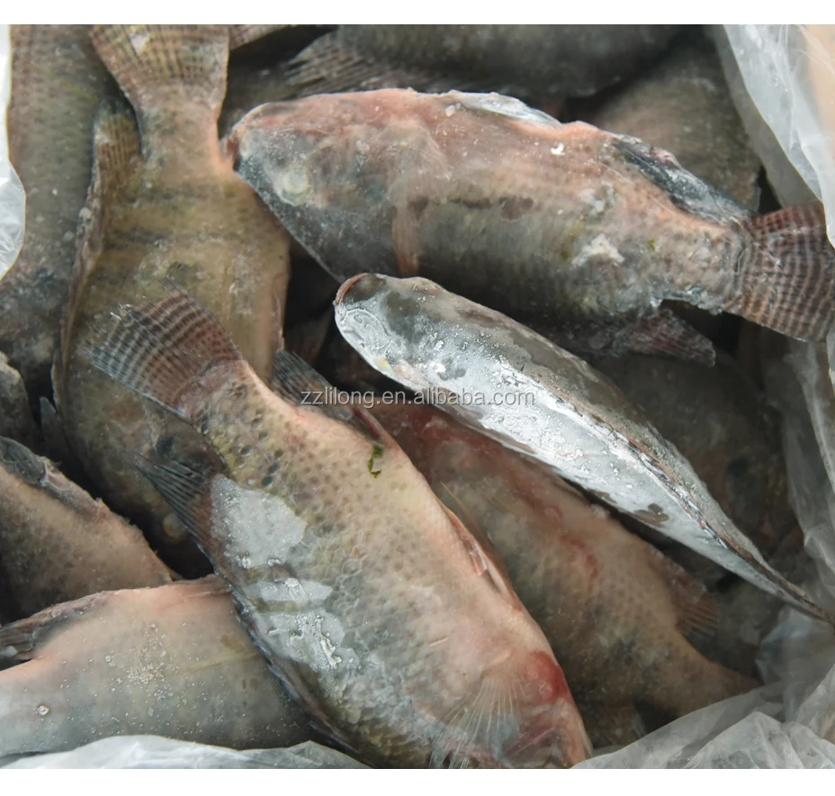 Cheap and Good Quality China Black and Red Tilapia