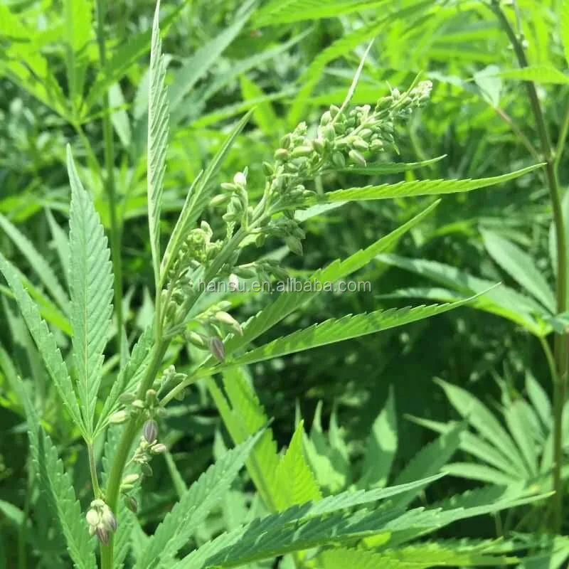 
Full spectrum cbd oil 50% CBD 90% total c a n n a b i n o i d s 