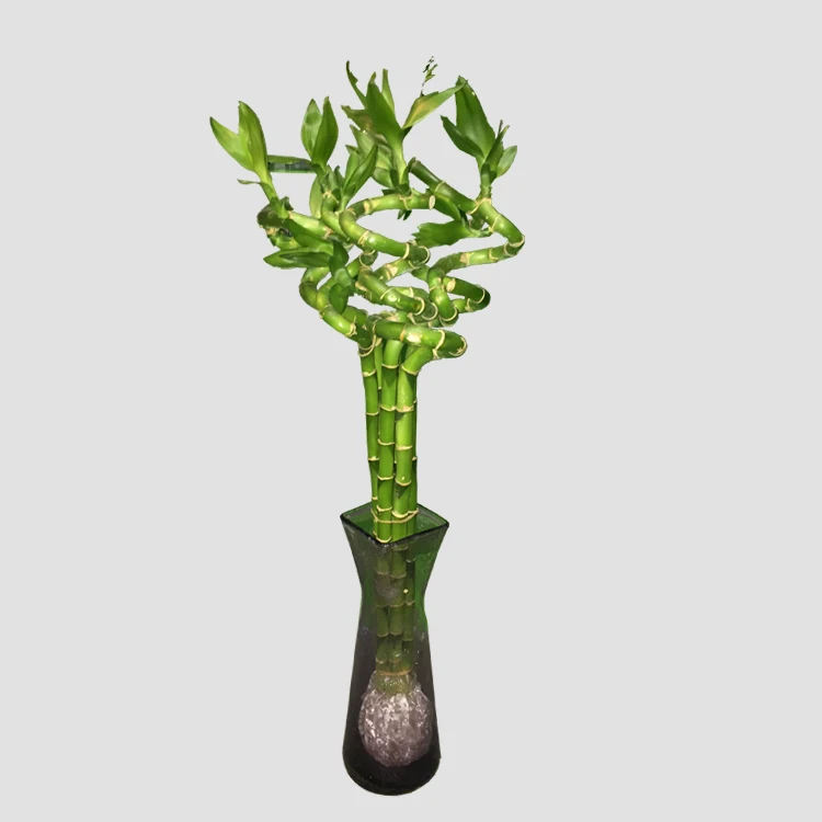 
lucky bamboo spiral natural indoor live plants bonsai tree dracaena sanderiana 