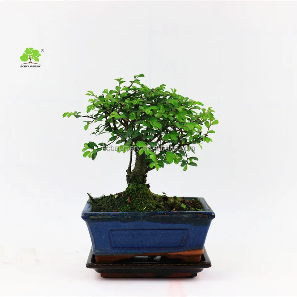
Zelkova Chinese elm 15cm Ball shape indoor ourdoor bonsai nursery green plant 