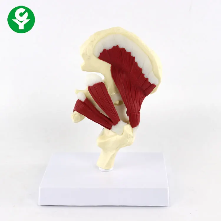 Human Hip Joint Model with Muscles For Teaching
