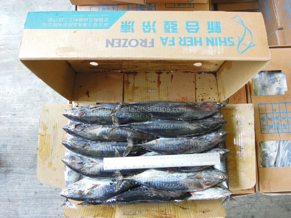Taiwan Frozen Bonito Tuna 400/500 gram Euthynnus Affinis