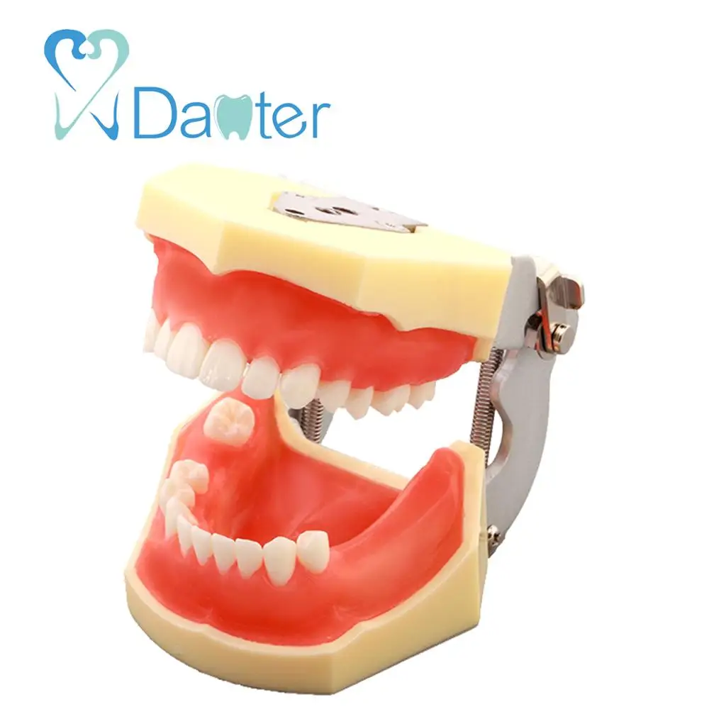 Best Price Implant Practice Model Dental Model for Implant and Suturing