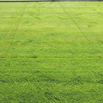 
Trample-resistant Lawn seed high quality Zoysia tenuifolia used airport runway lawn 