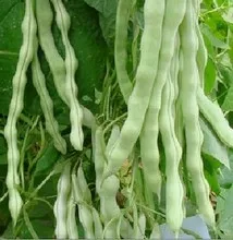 
vegetable seeds kidney beans seeds 